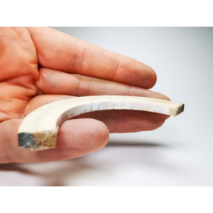 Mammoth ivory - Alaska, USA