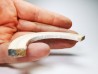 Mammoth ivory - Alaska, USA