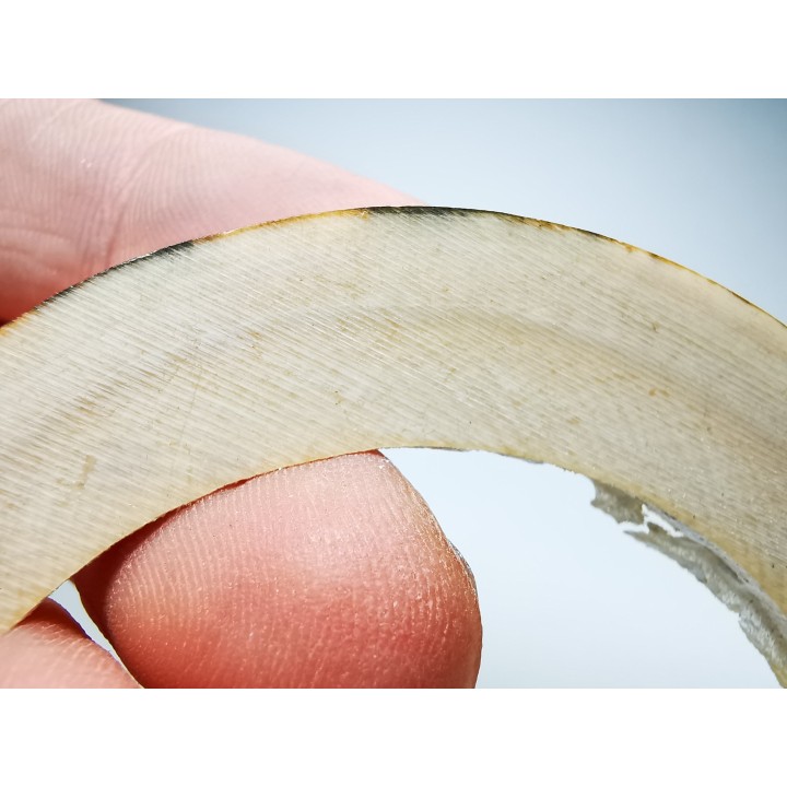 Mammoth ivory - Alaska, USA
