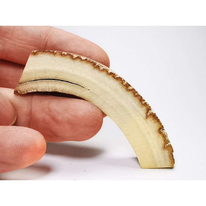 Mammoth ivory - Alaska, USA