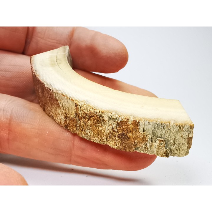 Mammoth ivory - Alaska, USA