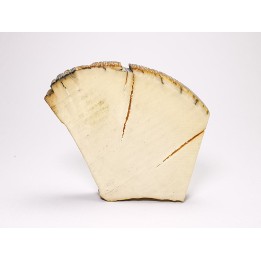 Mammoth ivory - Alaska, USA