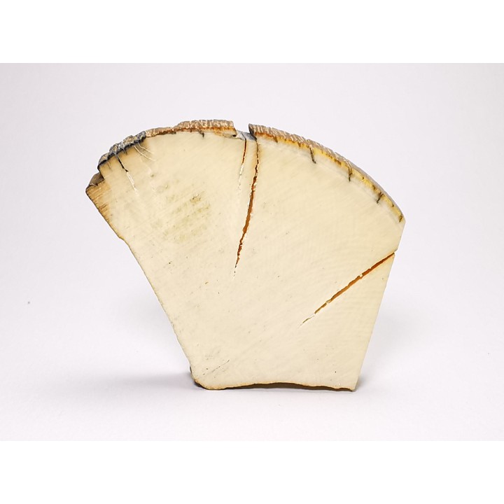 Mammoth ivory - Alaska, USA
