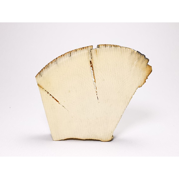 Mammoth ivory - Alaska, USA