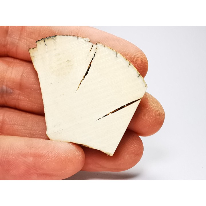 Mammoth ivory - Alaska, USA