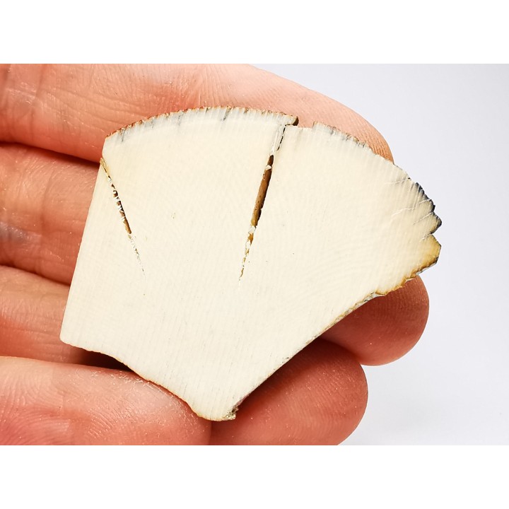 Mammoth ivory - Alaska, USA