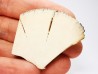 Mammoth ivory - Alaska, USA