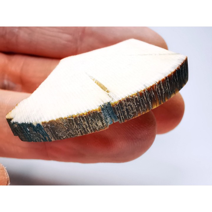 Mammoth ivory - Alaska, USA