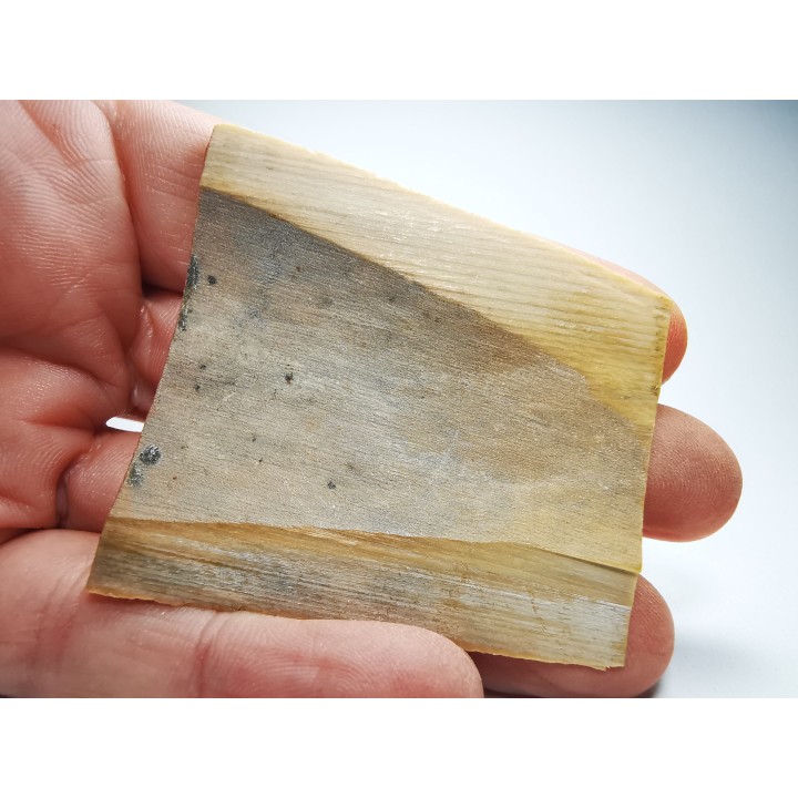 Mammoth ivory - Alaska, USA