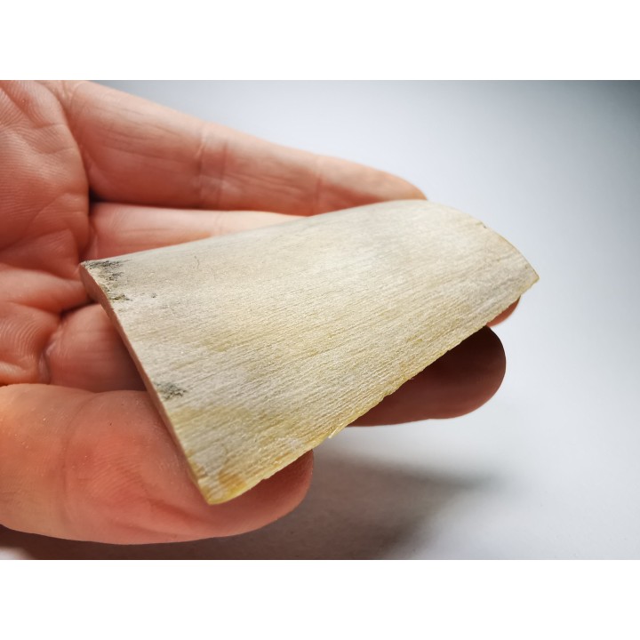 Mammoth ivory - Alaska, USA