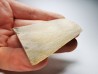 Mammoth ivory - Alaska, USA