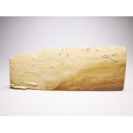 Mammoth ivory - Alaska, USA