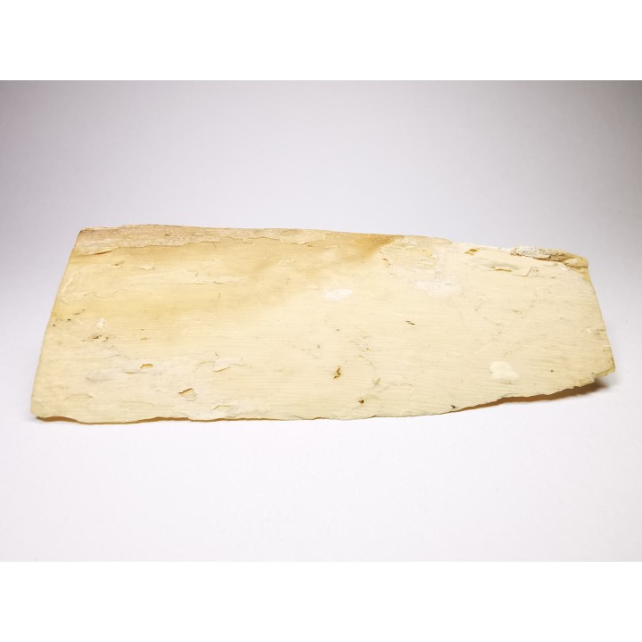 Mammoth ivory - Alaska, USA