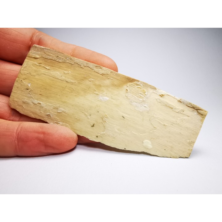 Mammoth ivory - Alaska, USA