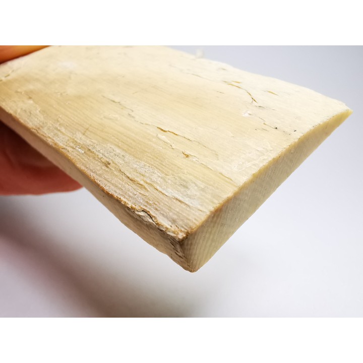 Mammoth ivory - Alaska, USA