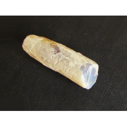 fossile opalisé: BÉLEMNITE sp. (2)