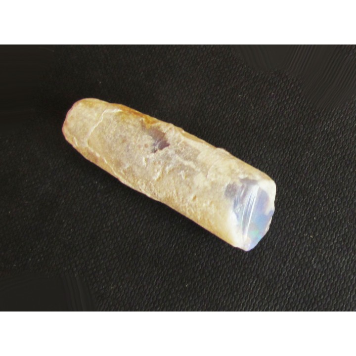 fossile opalisé: BÉLEMNITE sp. (2)