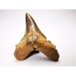 shark tooth Cretoxyrhina mantelli - Cenomanian (Texas)