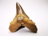shark tooth Cretoxyrhina mantelli - Cenomanian (Texas)
