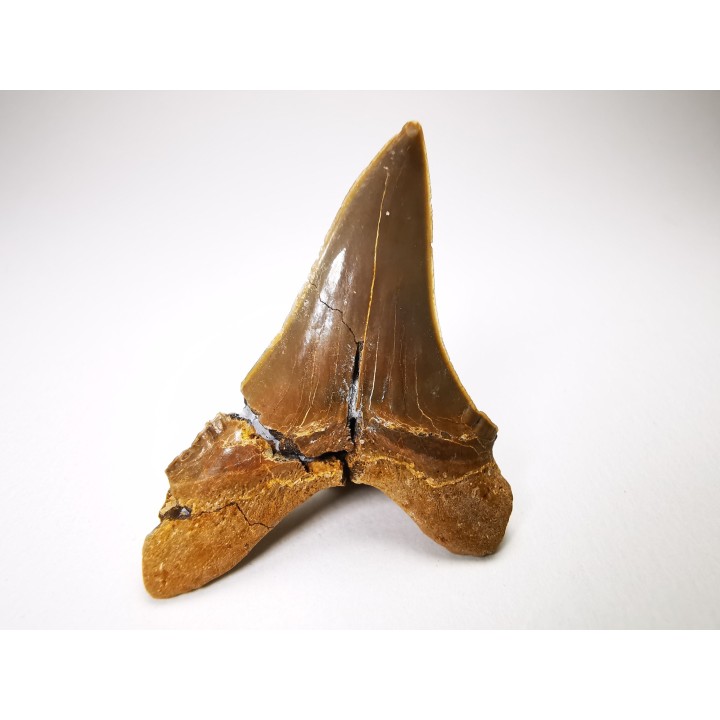 dent de requin Cretoxyrhina mantelli - Cénomanien (Texas)