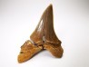 shark tooth Cretoxyrhina mantelli - Cenomanian (Texas)