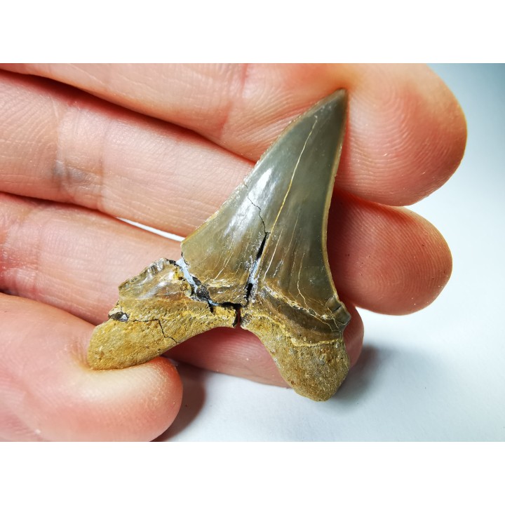 shark tooth Cretoxyrhina mantelli - Cenomanian (Texas)