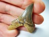 shark tooth Cretoxyrhina mantelli - Cenomanian (Texas)