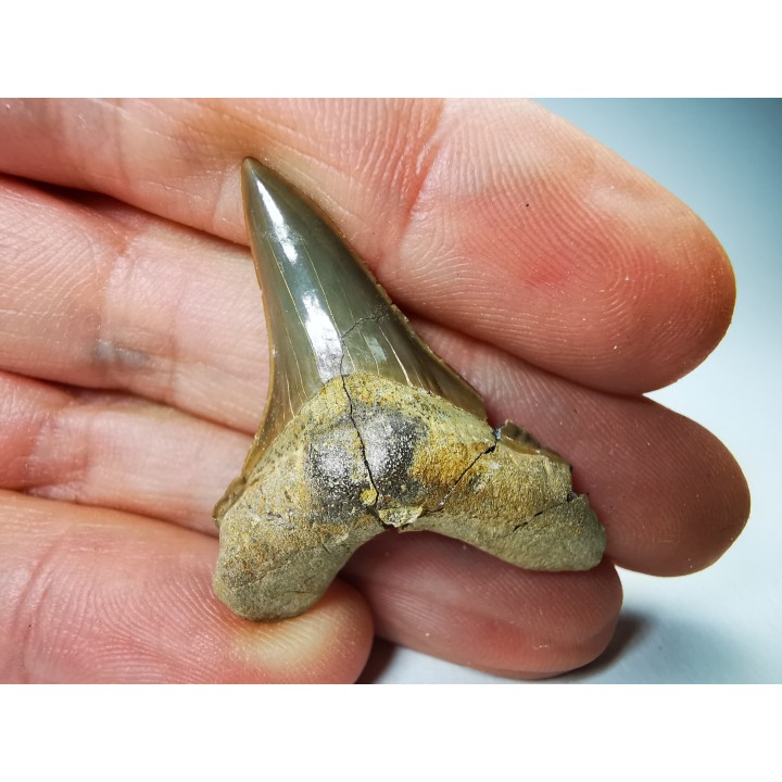 shark tooth Cretoxyrhina mantelli - Cenomanian (Texas)