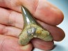shark tooth Cretoxyrhina mantelli - Cenomanian (Texas)