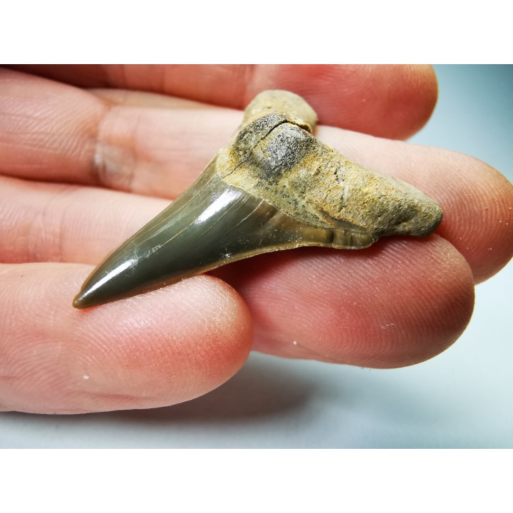 shark tooth Cretoxyrhina mantelli - Cenomanian (Texas)