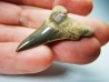 shark tooth Cretoxyrhina mantelli - Cenomanian (Texas)
