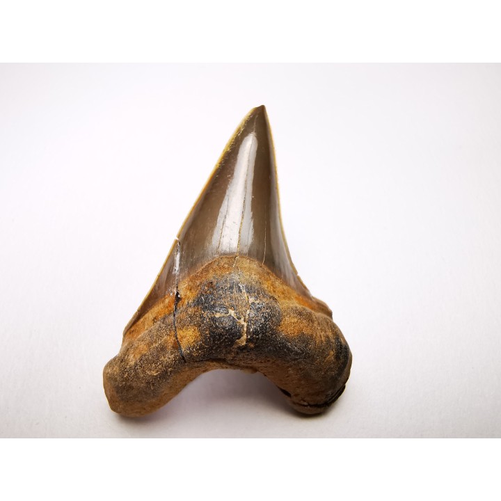 dent de requin Cretoxyrhina mantelli - Cénomanien (Texas)