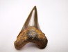 shark tooth Cretoxyrhina mantelli - Cenomanian (Texas)