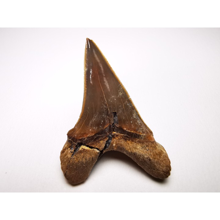 shark tooth Cretoxyrhina mantelli - Cenomanian (Texas)