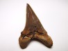 dent de requin Cretoxyrhina mantelli - Cénomanien (Texas)