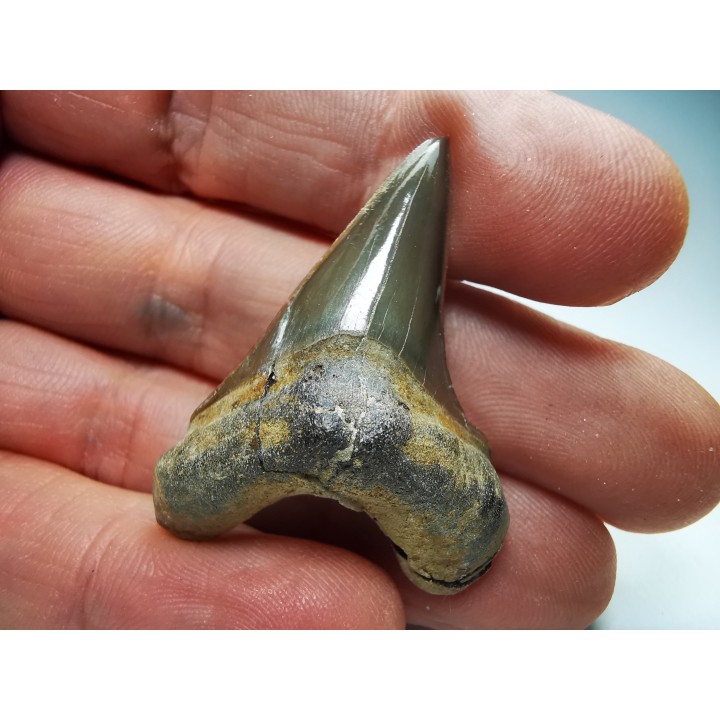 dent de requin Cretoxyrhina mantelli - Cénomanien (Texas)