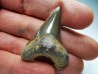 shark tooth Cretoxyrhina mantelli - Cenomanian (Texas)