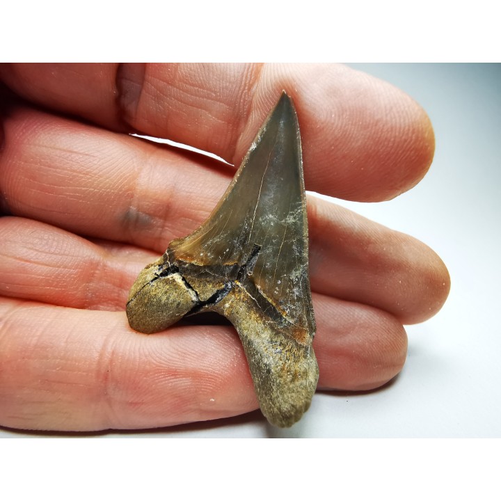 dent de requin Cretoxyrhina mantelli - Cénomanien (Texas)