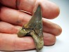 shark tooth Cretoxyrhina mantelli - Cenomanian (Texas)