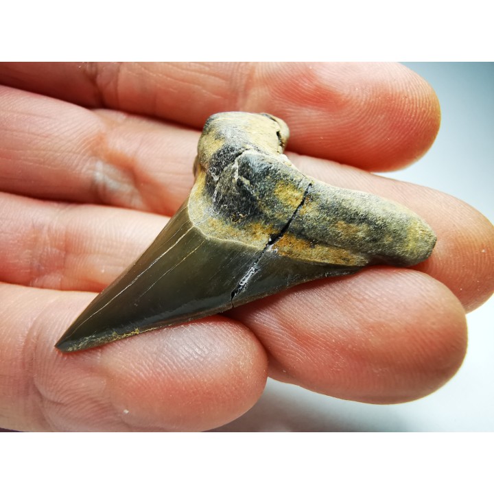 dent de requin Cretoxyrhina mantelli - Cénomanien (Texas)