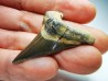 shark tooth Cretoxyrhina mantelli - Cenomanian (Texas)