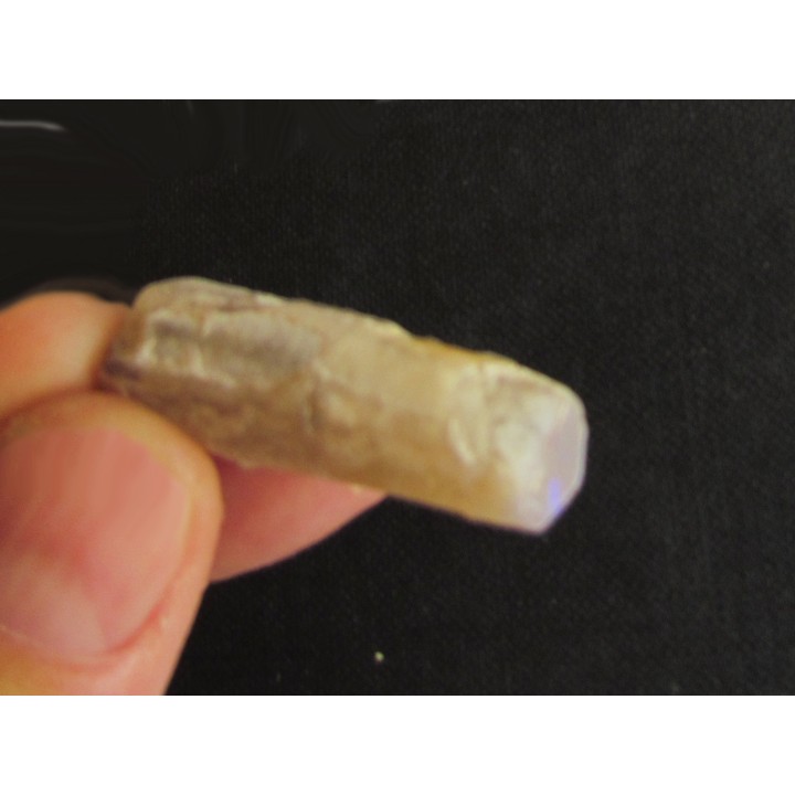 fossile opalisé: BÉLEMNITE sp. (2)