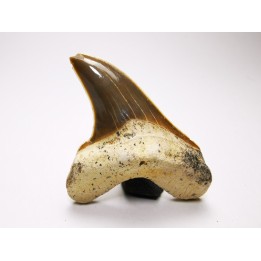 shark tooth Cretoxyrhina mantelli - Cenomanian (Texas)