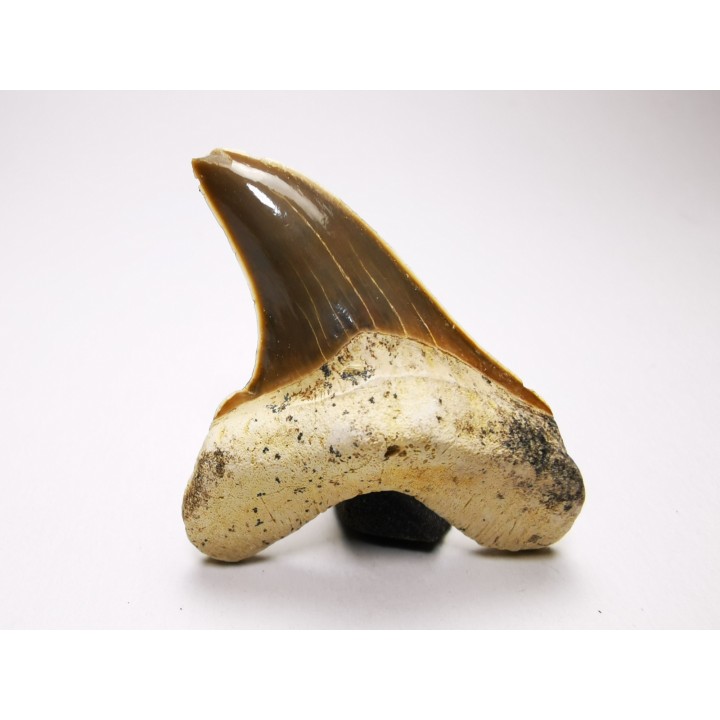 shark tooth Cretoxyrhina mantelli - Cenomanian (Texas)