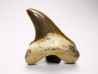 shark tooth Cretoxyrhina mantelli - Cenomanian (Texas)
