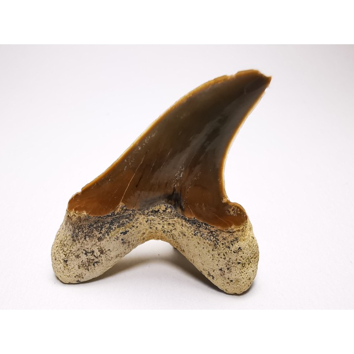 dent de requin Cretoxyrhina mantelli - Cénomanien (Texas)