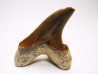 dent de requin Cretoxyrhina mantelli - Cénomanien (Texas)