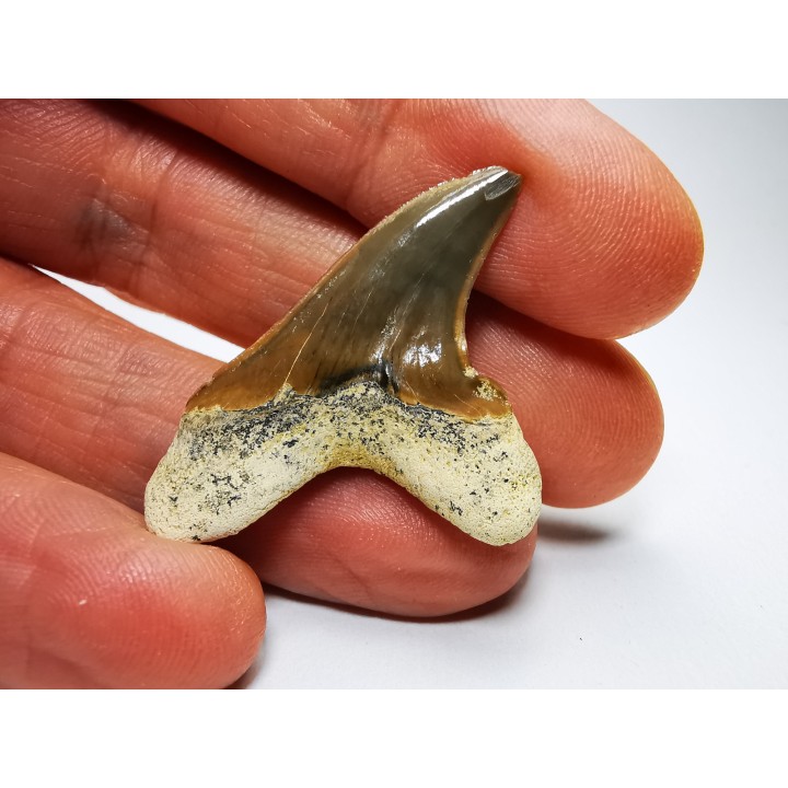 shark tooth Cretoxyrhina mantelli - Cenomanian (Texas)