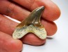 shark tooth Cretoxyrhina mantelli - Cenomanian (Texas)