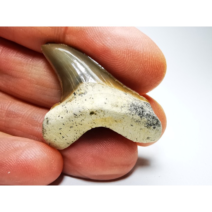 shark tooth Cretoxyrhina mantelli - Cenomanian (Texas)